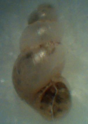 Alzoniella bergomensis
